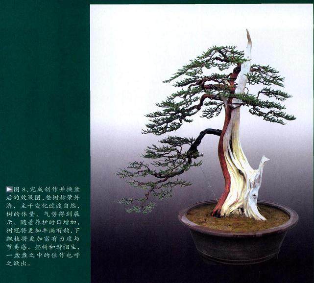 图解 孙全义对刺柏盆景剔除树冠的制作过程