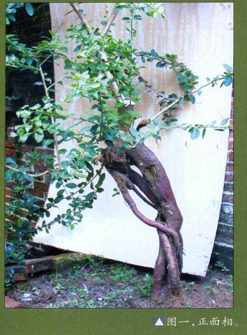 曾宪烨演示 山桔盆景怎么制作的过程