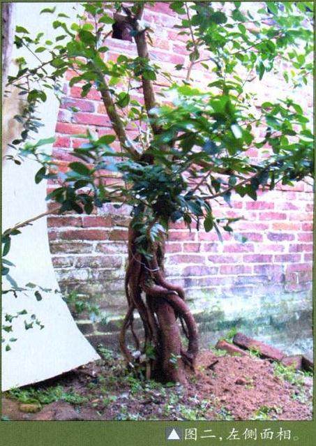 曾宪烨演示 山桔盆景怎么制作的过程