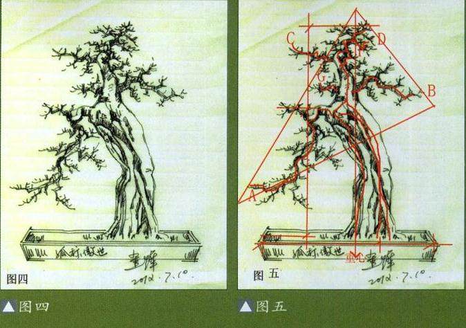 曾宪烨演示 山桔盆景怎么制作的过程