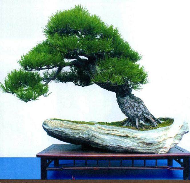 石景涛自1976年迷上盆景至今已30余年