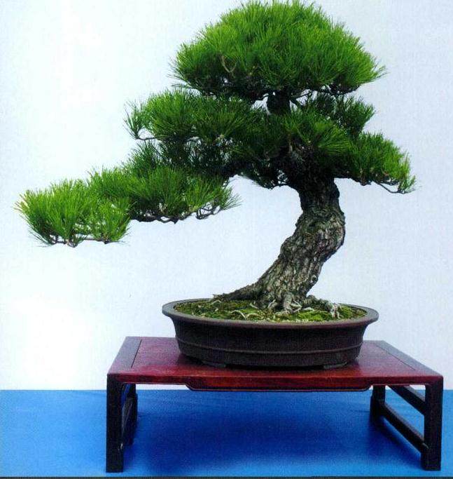 石景涛自1976年迷上盆景至今已30余年