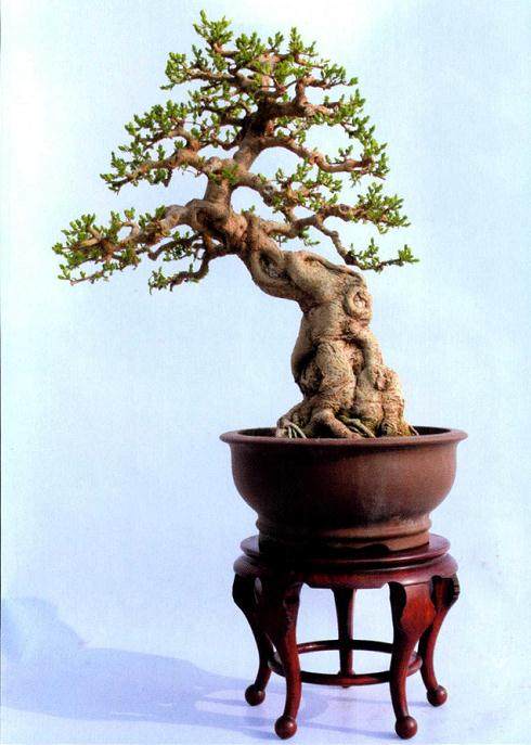 看我将此种方法运用到松柏盆景的制作之中