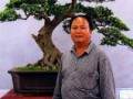 广西北海罗汉松盆景艺术家 马荣进
