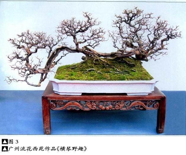 盆景创新是盆景界一个永恒的  主题，也是难题