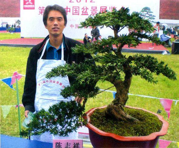 养护管理雀舌罗汉松盆景的过程中 有以下4点