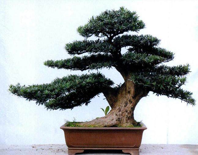 养护管理雀舌罗汉松盆景的过程中 有以下4点