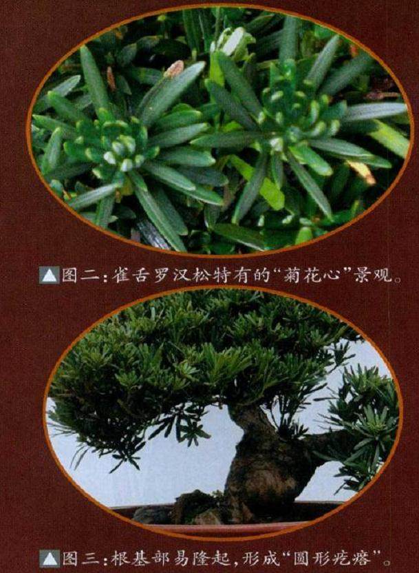 养护管理雀舌罗汉松盆景的过程中 有以下4点