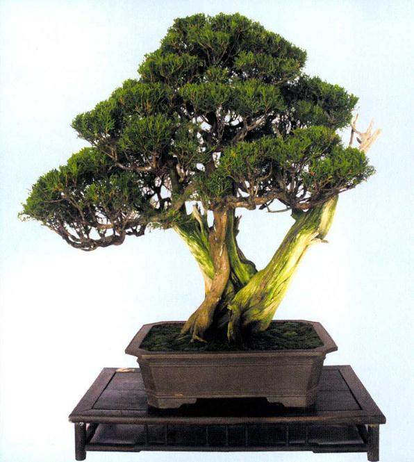 山东盆景事业也日益发展壮大 呈现出前所未有的发展态势