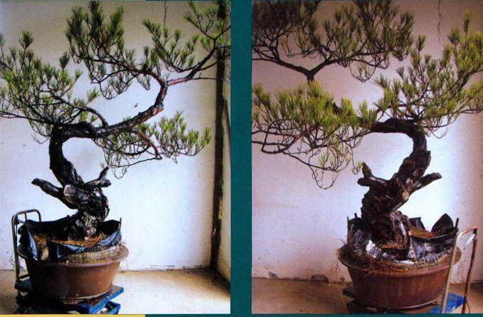 赤松的正反两面