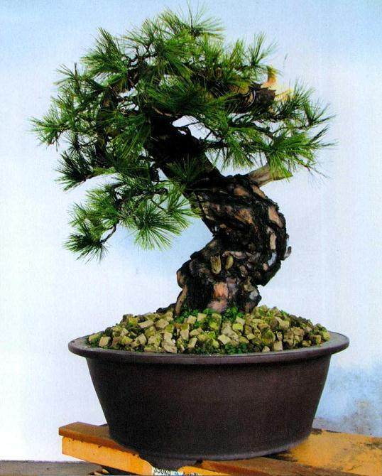 较初次整形前已经有了天壤之别