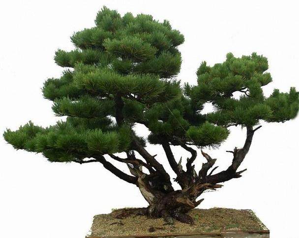 黑松盆景几月份攀扎最好?