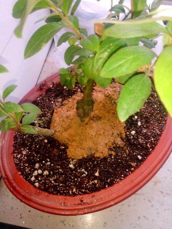 映山红下山桩用什么土养啊？