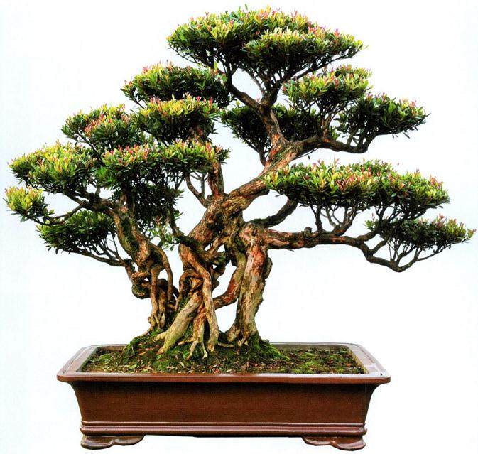 赤楠盆景的选材与截桩 蓄枝与造型 <em></em><em></em>