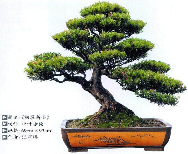 赤楠盆景的选材与截桩 蓄枝与造型 <em></em><em></em>