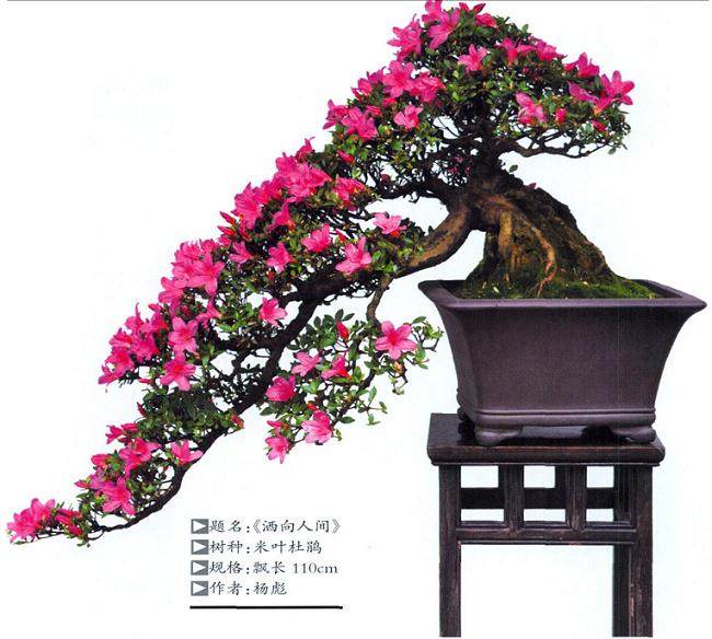 杨彪先生制作的米叶杜鹃盆景作品《洒向人间》