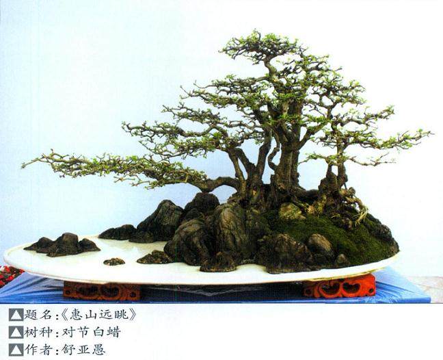 京山对节白蜡盆景展览也同期在文峰网球公园广场举办