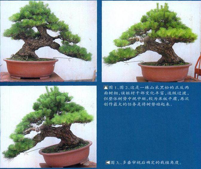 对黑松盆景的再次制作过程