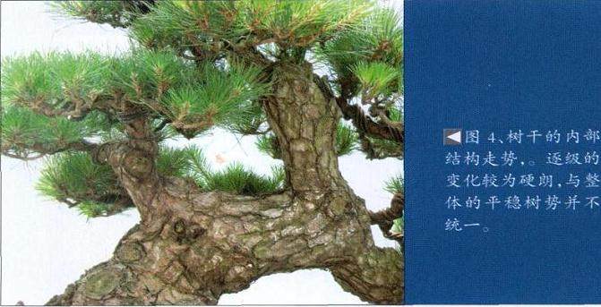 对黑松盆景的再次制作过程