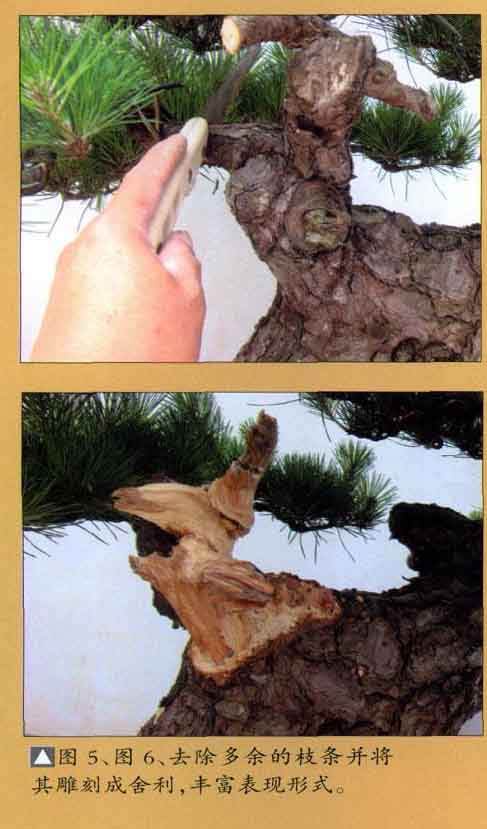 对黑松盆景的再次制作过程