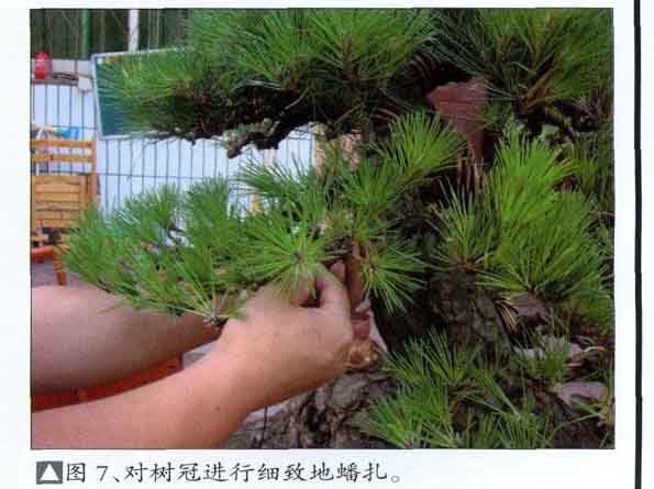 对黑松盆景的再次制作过程