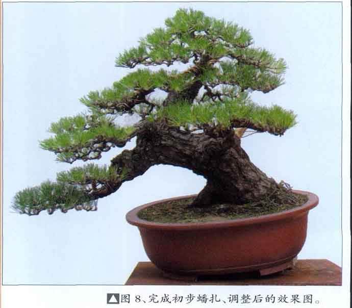 对黑松盆景的再次制作过程