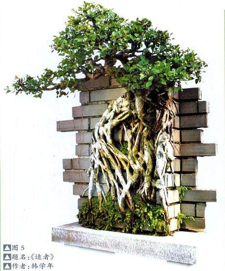 近三十多年以来 中国盆景取得了举世瞩目的成绩