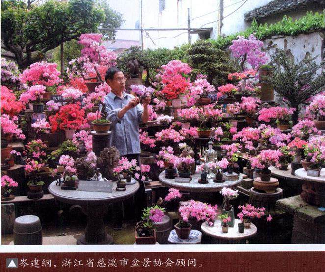 如何制作树桩苍老的映山红盆景 图片