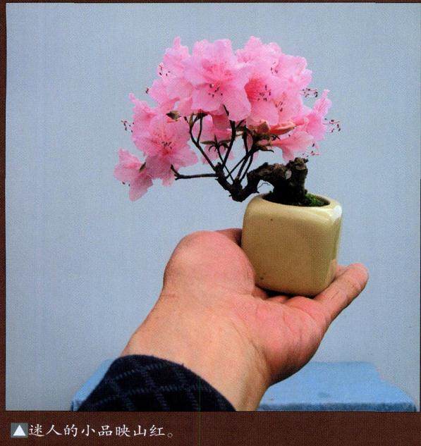 如何制作树桩苍老的映山红盆景 图片