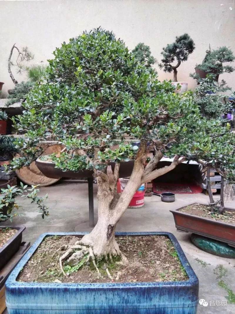 不忘初心——走访江夏区盆景协会