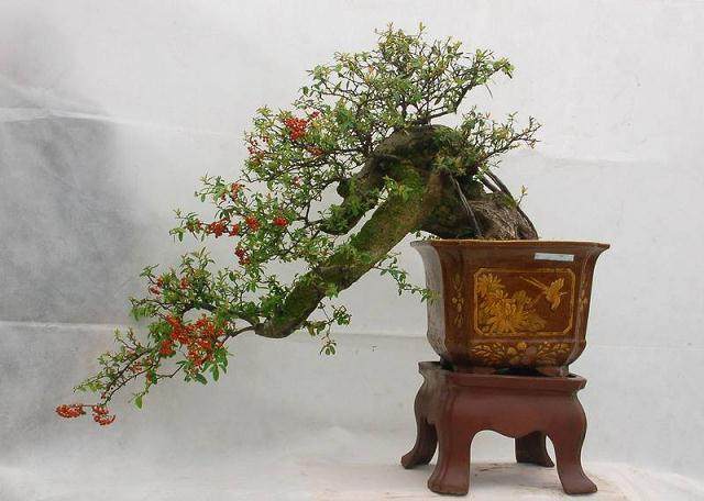 建始老干部局举办了第一期盆景会员基础知识讲座