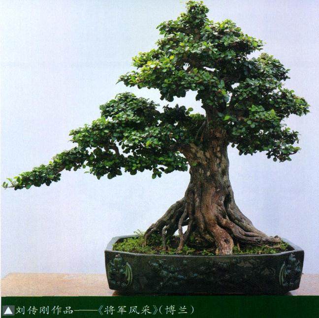 本人编写了一组盆景制作口诀