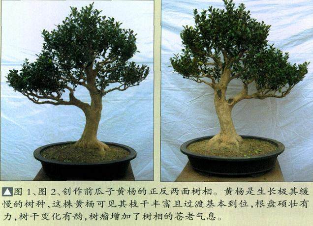 图解瓜子黄杨盆景的制作过程