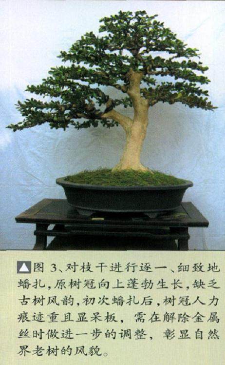 图解瓜子黄杨盆景的制作过程