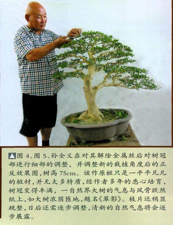 图解瓜子黄杨盆景的制作过程