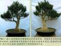 图解 瓜子黄杨盆景怎么蟠扎制作过程