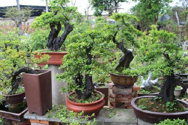 新世纪的盆景盛会-第五届中国盆景评比展览观感