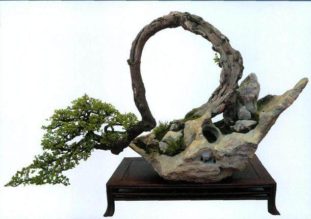 盆景评比标准的三大特征