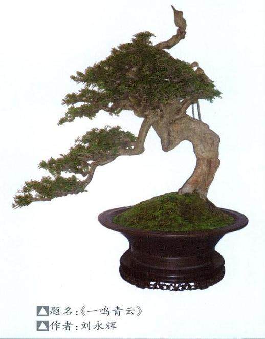 盆景评比标准的三大特征