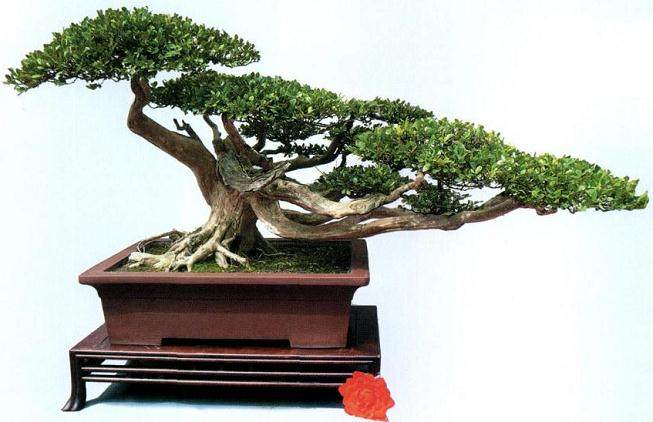 盆景评比标准的三大特征