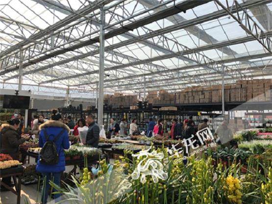 重庆花市市场为吸引客流 盆景价格有所降低