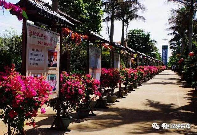 2018年冬天跟我去海南看盆景吧!