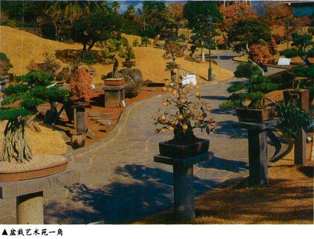 韩国济州岛吸引着世界各地的盆景爱好者和普通游客