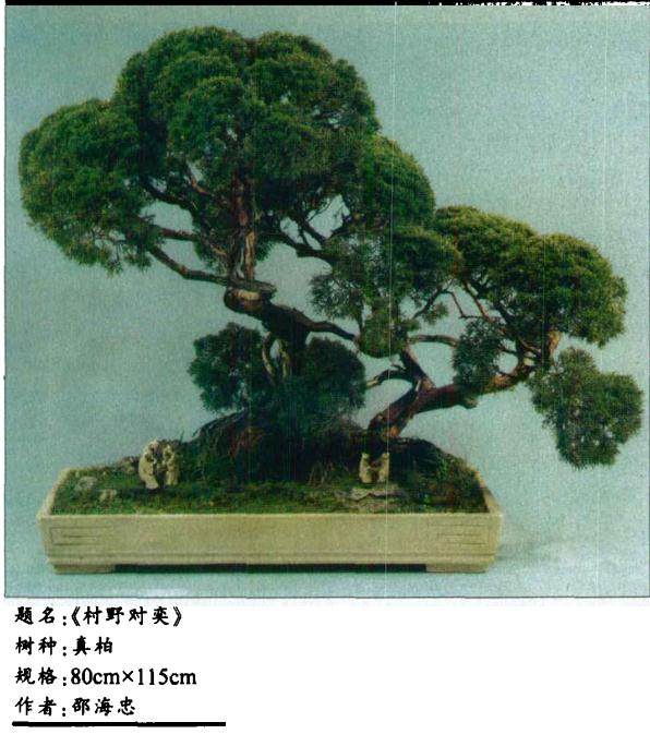 当今中国盆景发展的两大误区