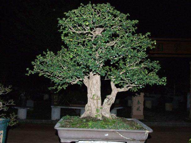 福建省花卉协会盆景分会承办花博园盆景精品艺术展