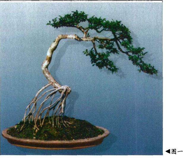 如何给附石盆景选择最匹配的石料