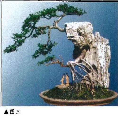 如何给附石盆景选择最匹配的石料