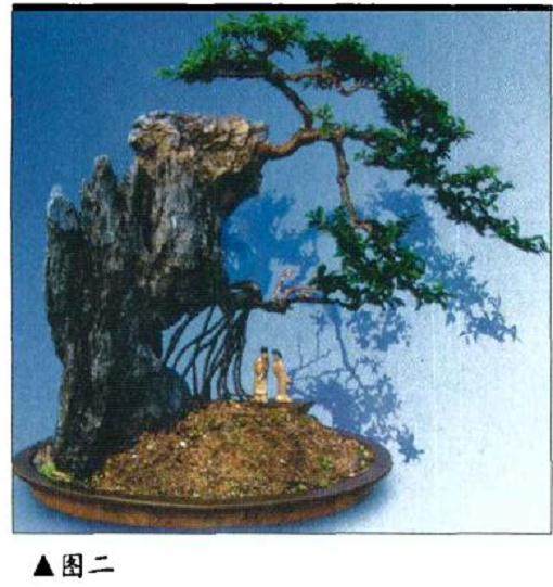 如何给附石盆景选择最匹配的石料