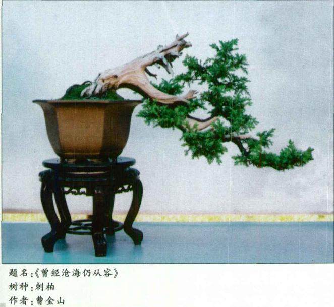 滁州盆景自70年代 受周边地区带动逐渐发展起来