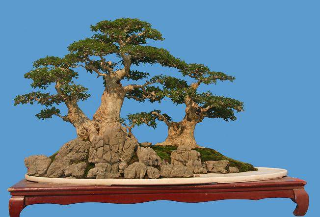 冯连生和湖北盆景界人士一行到安徽考察松柏盆景